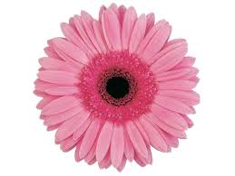 montenegro-flowers